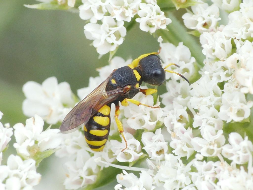 Crabronidae: femmina di Lestica clypeata